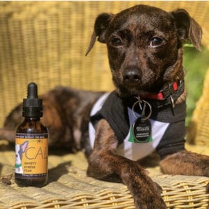 calm hemp oil for dogs with anxiety stress fear aggression