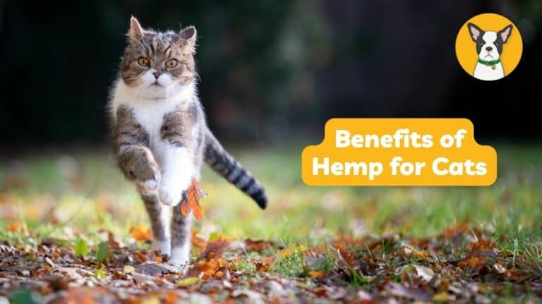 benefits of hemp for cats blog