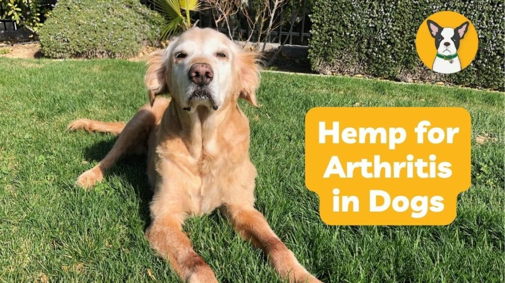 hemp for arthritis in dogs and joint pain in dogs full spectrum hemp for dogs