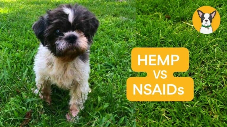 hemp vs NSAIDs aspirin for dogs